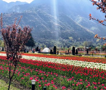 tulip garden